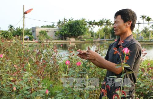 Lai ghép thành công hồng nhập ngoại với tầm xuân của Việt Nam 